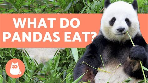 What Do Pandas Eat 🐼 All About The Panda Bear Diet Youtube