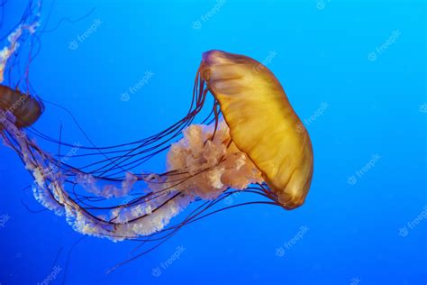 Premium Photo Orange Jellyfish Chrysaora Fuscescens Or Pacific Sea