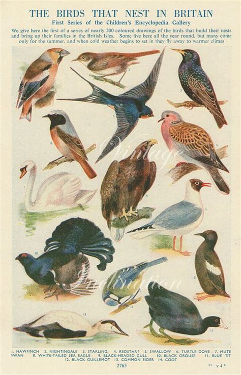 Vintage Bird Print Natural History Antique By Vintageinclination 12