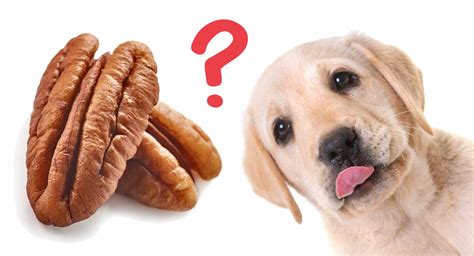 Here's the scoop on 11 exotic fruits that you can and cannot give your dog. Can Dogs Eat Pecans? A Guide To The Dangers Of Pecan Nuts ...