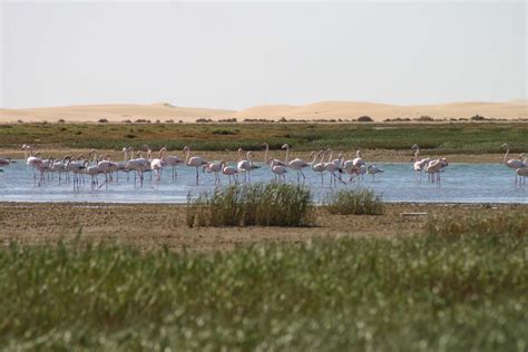Parc National Khenifis Maroc آفاق بيئية