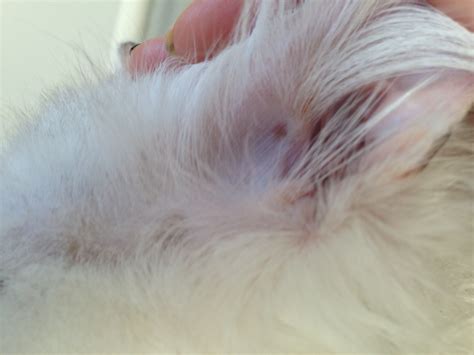 My Cat Had Developed Dark Spots On Her Ears She Also Has A Small Spot