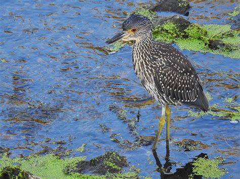 Two Rare Heron Species Found In Southern Ontario This Summer Rontario