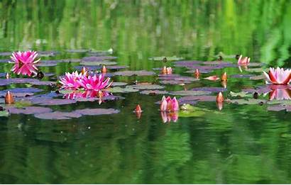 Pond Water Lilies Surface Herbs Leaves Wallhere