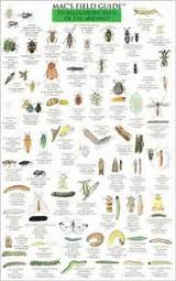 Images of Uk Garden Pest Identification
