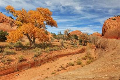 Utah Trees Desert Usa Landscape Wallpapers Sky