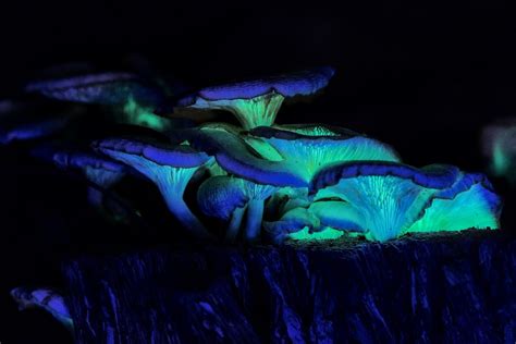 Glowing Mushrooms On Nsw South Coast Captivate Photographers And Fungi