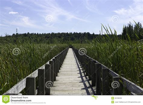 Boardwalk Over The Marsh Stock Photo Image Of Nature 28788030