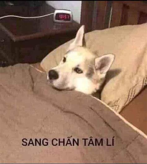 Chú Chó Nằm đắp Chăn Bị Sang Chấn Tâm Lý Ảnh Chế Meme