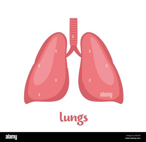 Pulmones órgano interno humano Órgano interno anatomía Ilustración