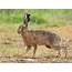 Hare Facts History Useful Information And Amazing Pictures