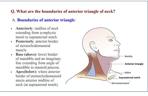 Anterior Neck Anatomy Diagram : 12 Anterior triangle of neck تشريح أحمد