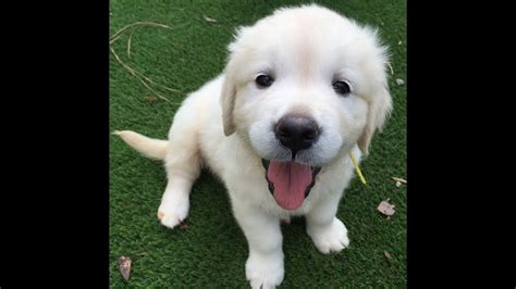 Has been added to your cart. 8 Week Old English Cream Golden Retriever Josephine- SOLD ...