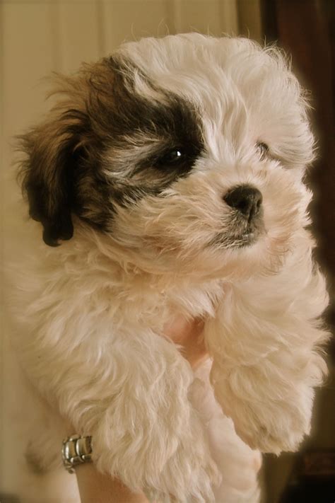 Shichon Teddy Bear Puppy Bear Puppy Cute Puppy Pictures Cute Dogs