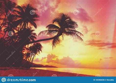 Beautiful Tropical Sunset With Palm Trees Silhouette At Beach Stock