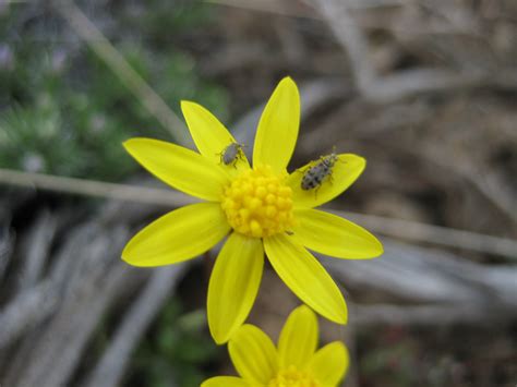 These spring flowers bring scent as well as color to the spring garden. spring summer wild flowers