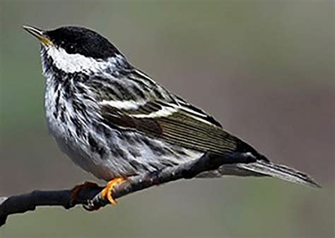 Blackpoll Warbler Migration Us National Park Service
