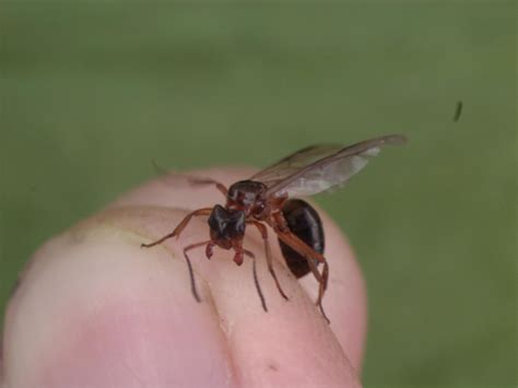 Flying ants means you have ants in your walls, or there's a gap somewhere around your foundation btw, we live in humid east texas which is an ideal environment for all kinds of roaches and bugs in general. Flying ants mate close to home and produce inbred offspring