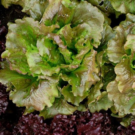 Prizehead Leaf Lettuce Seeds Heirloom Seeds Leaf Lettuce Seeds Slo