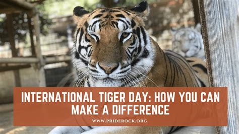 International Tiger Day How You Can Make A Difference Pride Rock