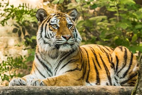Caspian Tigers Everything You Need To Know Tiger Tribe