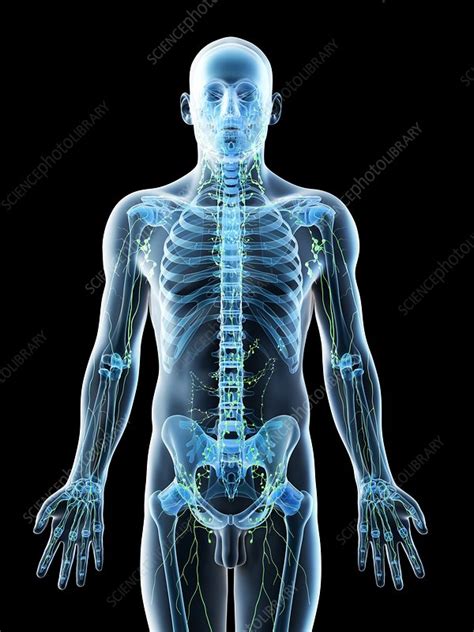 Lymphatic System Illustration Stock Image F0265871 Science