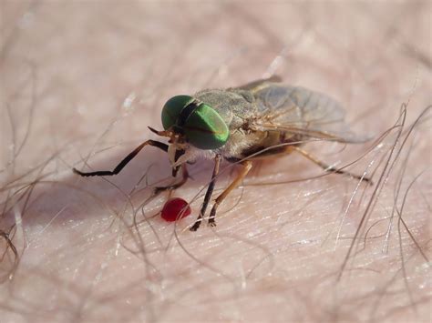 Horsefly Bite Identification And How To Get Rid Of The Itch