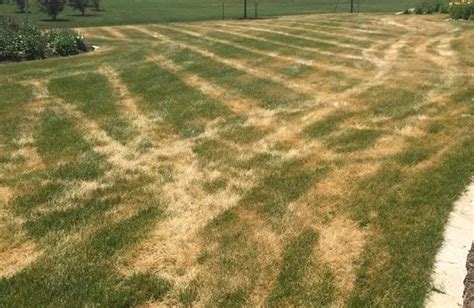 Is Ascochyta Leaf Blight Affecting Your Lawn Beverly Companies