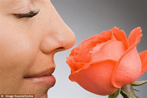Your love will appreciate the thoughtfulness of your gift. Could a genetic tweak give roses back their perfumed smell ...