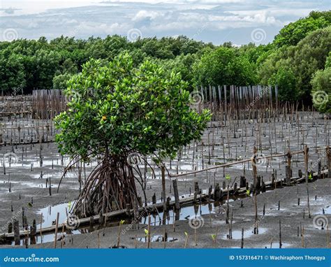 Planting Mangrove Forests To Reduce The Impact Of Coastal Erosion And