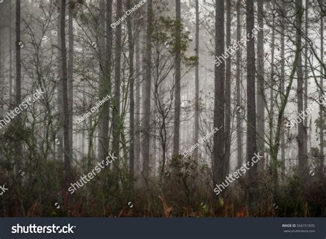 Fog Surrounds Grand Bay Swamp Valdosta Stock Photo Edit Now 566151835