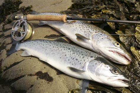 Top Tips For Sea Trout Fishing Thefeatherbender