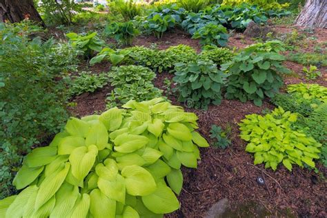 Landscaping With Hostas And Ferns 827324 Stock Image Image Of Hostas