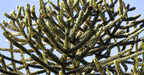 Die araucaria araucana gehört zum kreis der ältesten pflanzenarten und ist oftmals in unseren breiten anzutreffen. Chilenische Araukarie, Affenbaum pflanzen und pflegen ...