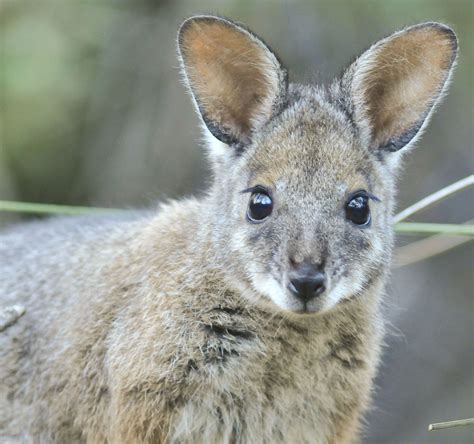 Wallabies australian wild cute australian animals video wallaby zoo australia at cohunu koala park byford western australiawallabies are members of the. Free photo: Wallabies - Animals, Australia, Fur - Free ...