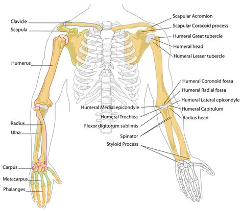 Tibia and fibula bone quiz for anatomy. Skeletal System | Healing Healthy Holistic