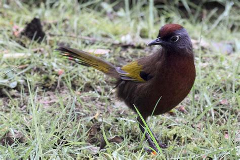 Birds And Nature Photography Raub Chestnut Crowned Laughingthrush