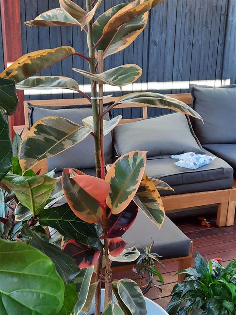 Tiny flying bugs in bedroom. Tiny little flying bugs in an indoor pot... | Bunnings ...