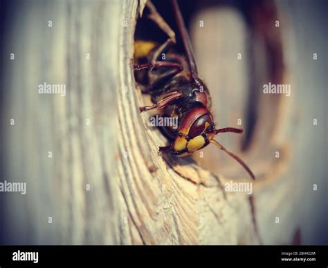 Big Wasp Hornet About An Entrance To A Nest Stock Photo Alamy