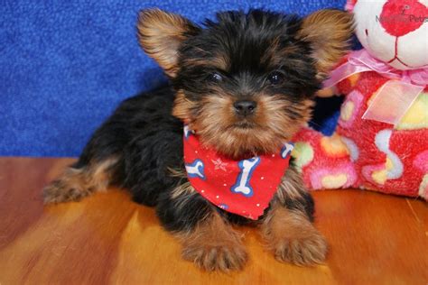 She is available for deposit along with 3. Teacup Yorkie Puppies For Sale In Georgia Yorkie Puppy ...