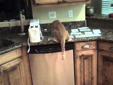 Before you can take steps to keep your cat off the counters, you should understand why they like to climb. How to keep cats off the counter - YouTube
