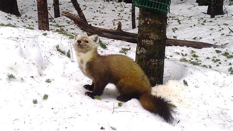 Understanding The American Marten Could Aid Conservation But Habitat