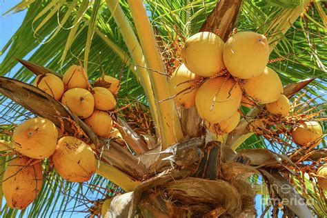 Golden Malayan Dwarf Coconuts Photograph By Olga Hamilton Fine Art