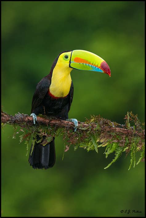 Maybe you would like to learn more about one of these? Keel-billed Toucan Page