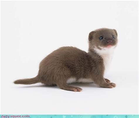 17 Best Images About Mustelid Mania Ferrets And Weasels On