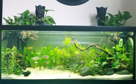 Why buy your 75 gallon or 4ft fish aquarium from us? 75 Gallon Freshwater : Aquariums