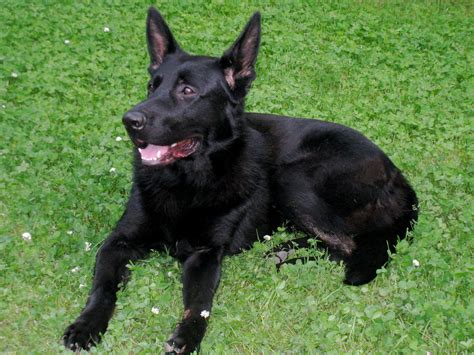So today, the black german shepherd: canadian-dog-land-mine-afghanistan | Dog Puppy Behavior ...