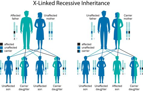 Can A Recessive Trait Be On The Y Chromosome Can A Recessive Trait Be