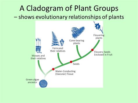 Biology Is Life Classification Of Plantae