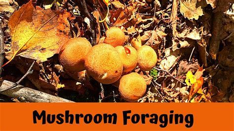 How To Forage For Wild Edible Mushrooms In Ontario Youtube